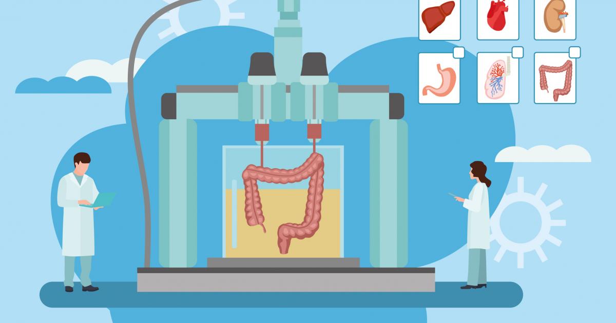 Bioprinting 3D organeve