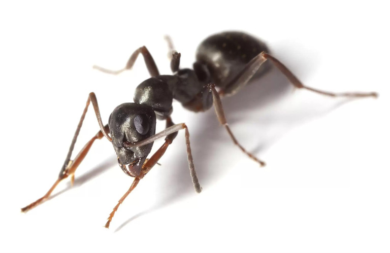 54 kamera te vendosura për të regjistruar pamje 3D të milingonave duke perdorur AI